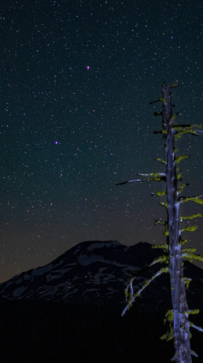 Lit dead tree under a starry sky with a snowy peak behind it